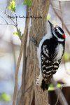 Male Downy Woodpecker.jpg