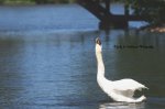 Stratford Mute Swan 02.jpg