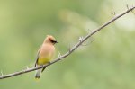 Cedar Waxwing 04.jpg
