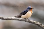 Barn Swallow 02.jpg