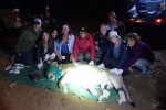 D. Lioness with group.JPG
