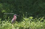 Green Heron at the Avon River 01.jpg