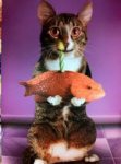 CAT OFFERS FISH FOR BIRTHDAY.jpg