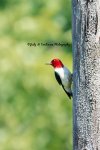 Red-Headed Woodpecker 01.jpg