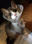 Winky Cone of Shame Surgery.jpeg