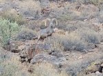Big Horn Sheep.jpg
