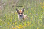 Red Fox Roadside.jpg