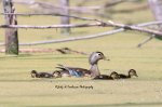 Wood Duck Family 01.jpg
