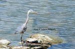 Blue Heron in St Marys 01.jpg