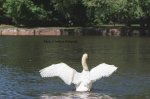 Stratford Mute Swan 03.jpg