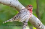 Male House Finch.jpg