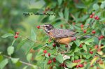 Juvenile American Robin 01.jpg