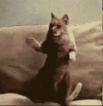 24176F35-7EF8-463F-9998-5F2E8D84317C.gif