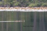 Wood Ducks in a Row.jpg