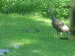 TurkeyFamily.JPG