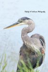 Blue Heron at the Pond.jpg