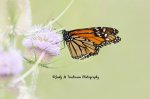 Monarch Butterfly.jpg
