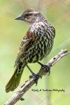 Female Red-Winged Blackbird 03.jpg
