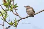 House Wren.jpg