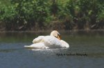 Stratford Mute Swan 04.jpg