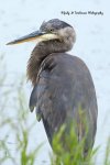 Blue Heron at the Pond 02.jpg