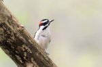 Downy Woodpecker 02.jpg
