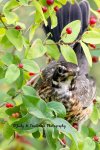 Juvenile Robin in the Berries.jpg