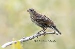 Juvenile Red-Winged Blackbird 04.jpg