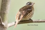 Female Rose-Breasted Grosbeak 02.jpg