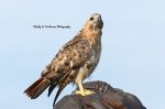Red-Tailed Hawk at Saunders Pond.jpg