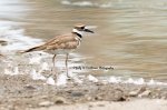 Killdeer at the Edge of the Pond.jpg