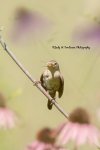 Juvenile House Wren.jpg