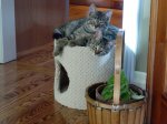 H&D as kittens.jpg