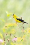 American Goldfinch.jpg