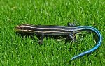 skink.jpg