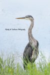 Blue Heron at the Pond 03.jpg