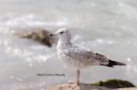 First Year Ring-Billed Gull.jpg