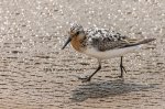 Sanderling.jpg