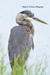 Blue Heron at the Pond 04.jpg