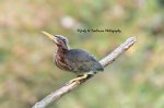 Juvenile Green Heron 01.jpg