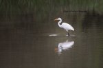 Great White Egret in the Coves 01.jpg