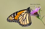 Nectaring Monarch.jpg