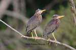 Two Green Herons.jpg