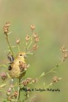 American Goldfinch in the Flowers.jpg