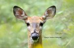 Fawn.jpg