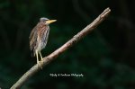 Juvenile Green Heron 02.jpg