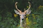 Buck at Greenway Park 02.jpg