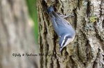 Red-Breasted Nuthatch 03.jpg