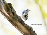 Black and White Warbler 01.jpg
