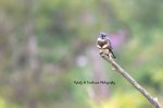 Belted Kingfisher 02.jpg